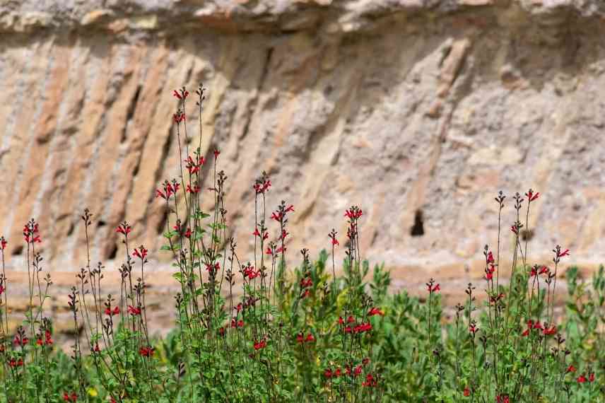 sauge arbustive planter intérêt raison différence atout qualité jardin, sauges varietes