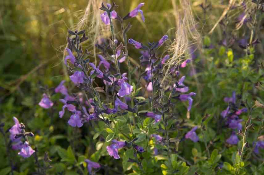 sauge arbustive planter intérêt raison différence atout qualité jardin, sauges varietes