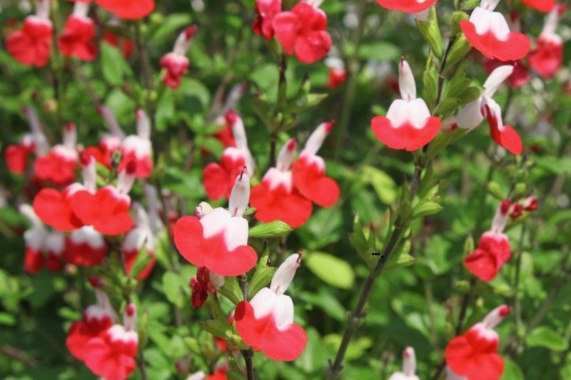 tailler la sauge - Salvia microphylla 'Little Kiss'