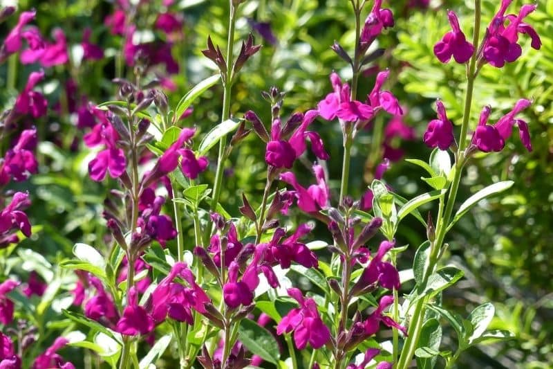 tailler Sauge arbustive - Salvia jamensis Raspberry Royal