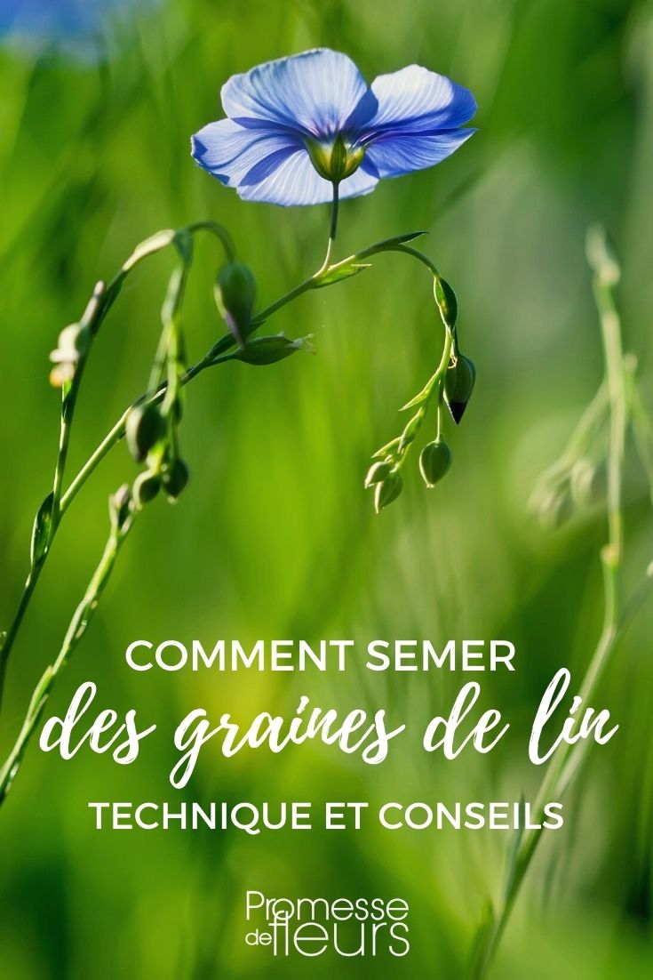 PLAQUEMINIER : Planter, entretenir, multiplier, semer les graines, les info