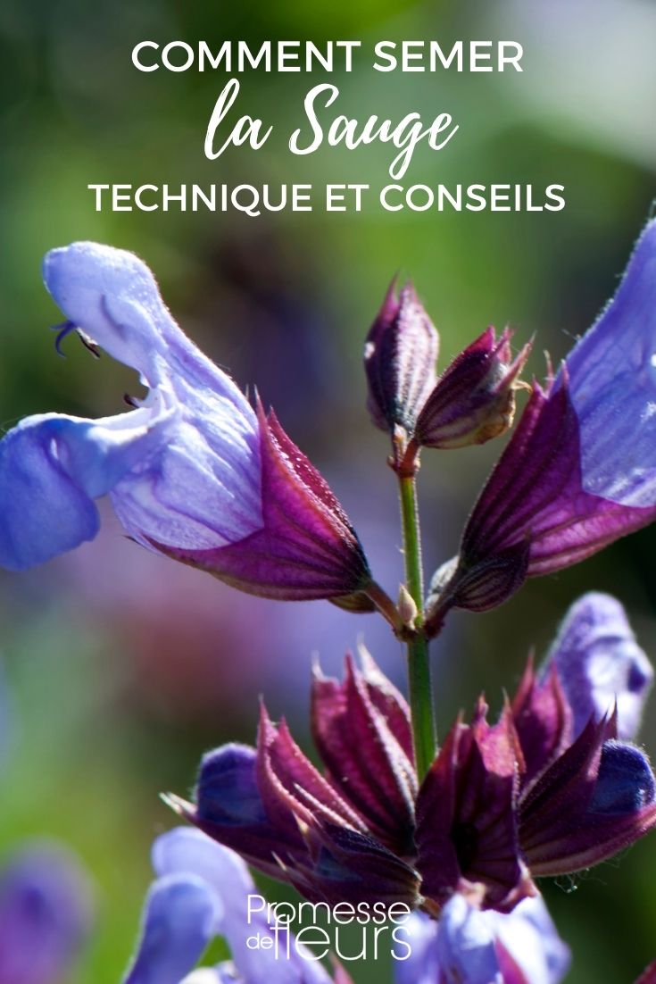 semis salvia conseils et technique