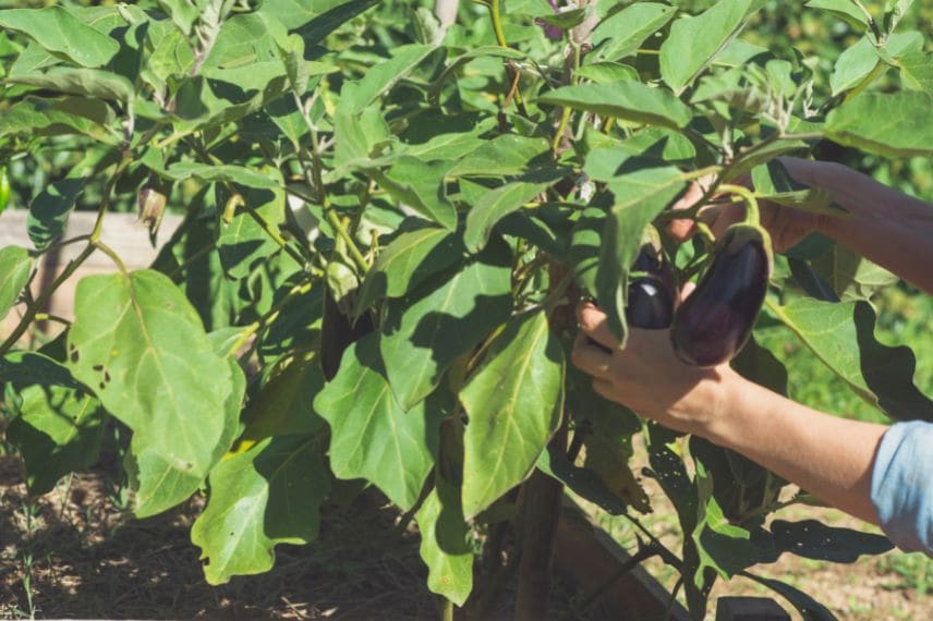 Taille légumes d'été 