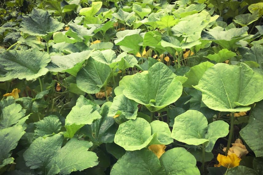 Taille légumes d'été 