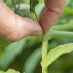 La taille des légumes d'été : pourquoi et comment ?