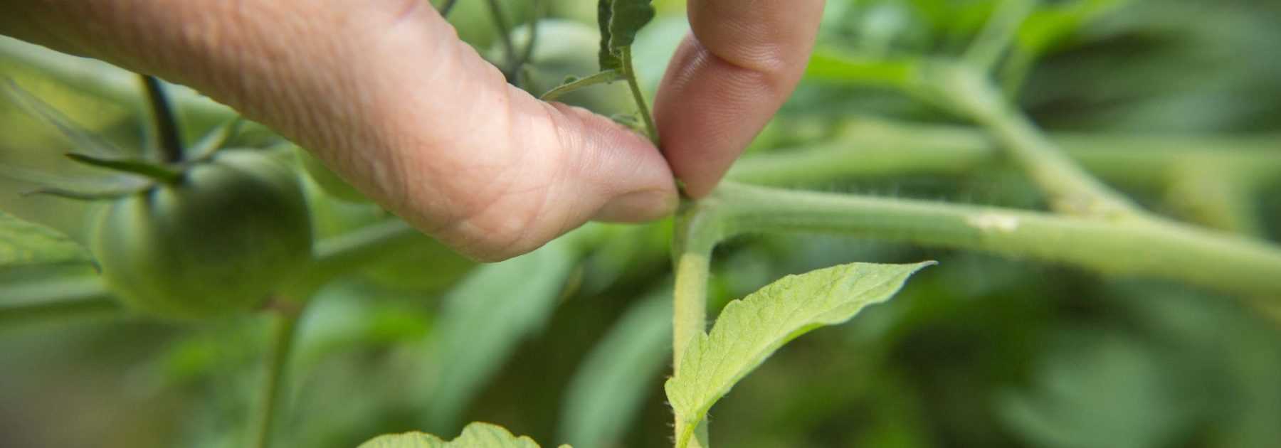 La taille des légumes d'été : pourquoi et comment ?