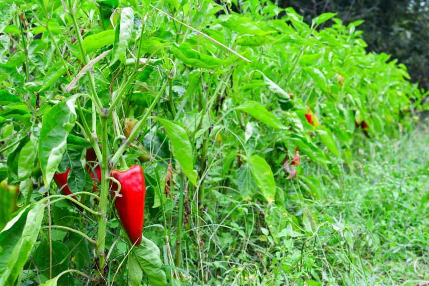 Taille légumes d'été 