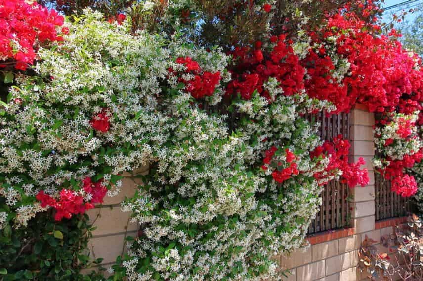 jasmin étoilé et bougainvillier