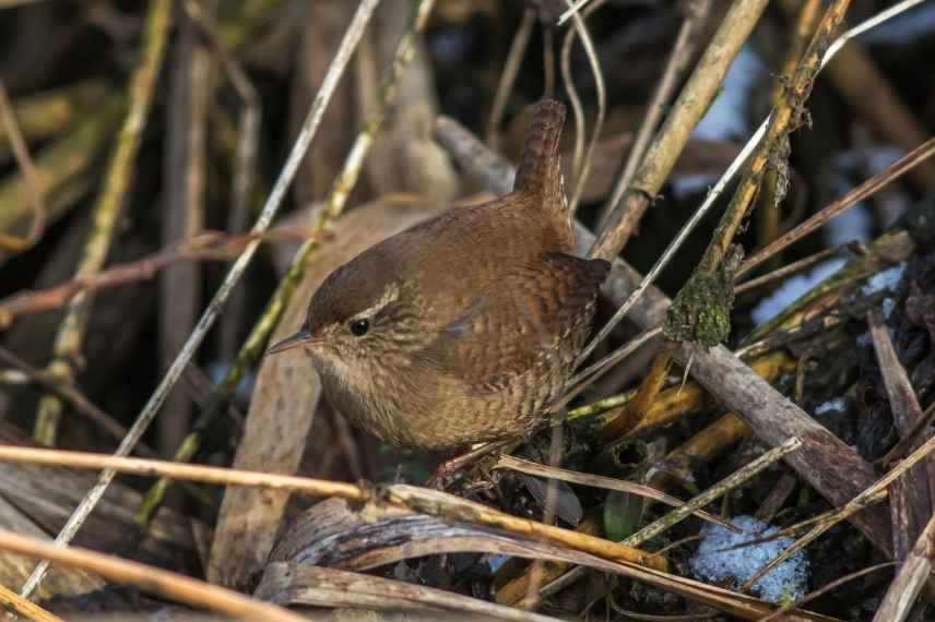 Troglodyte mignon, troglodytes troglodytes, oiseau de nos jardins