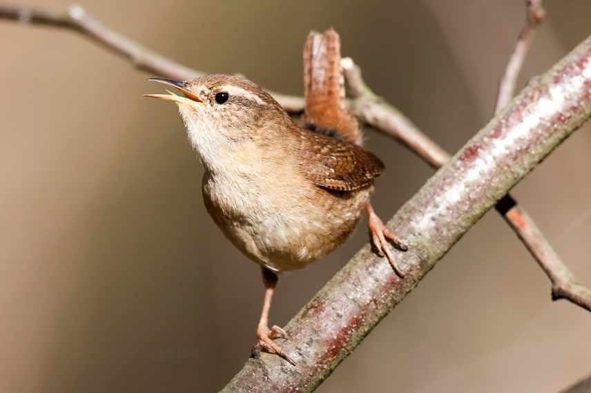 Troglodyte mignon, troglodytes troglodytes, oiseau de nos jardins