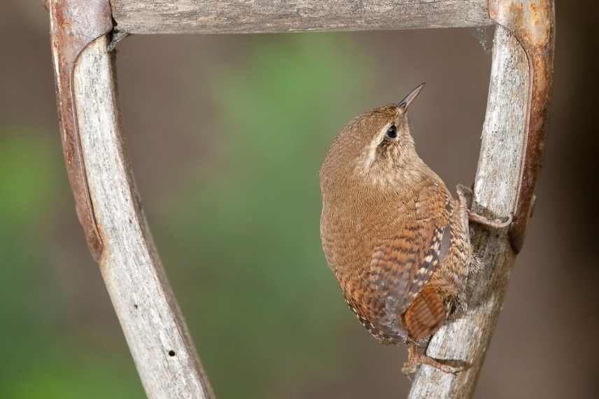 Troglodyte mignon, troglodytes troglodytes, oiseau de nos jardins