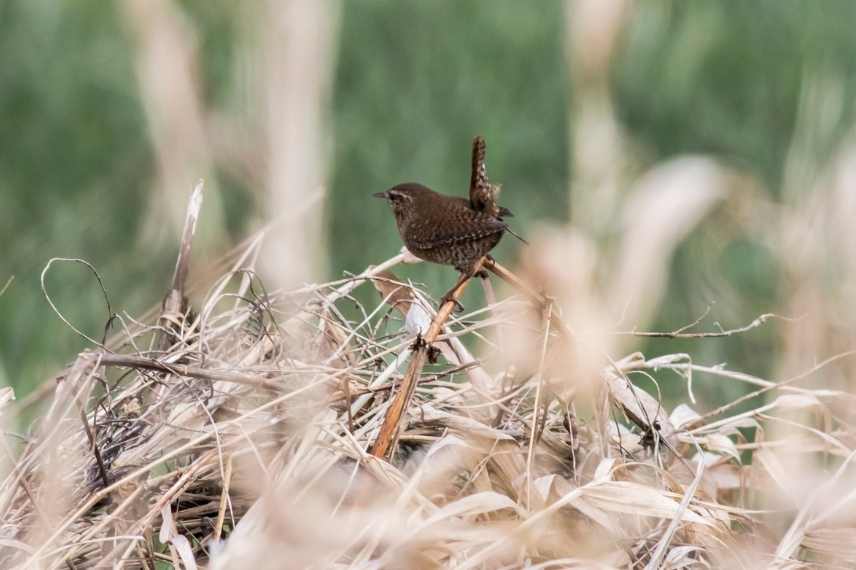 Troglodyte mignon, troglodytes troglodytes, oiseau de nos jardins