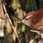 Oiseau du jardin : le Troglodyte mignon