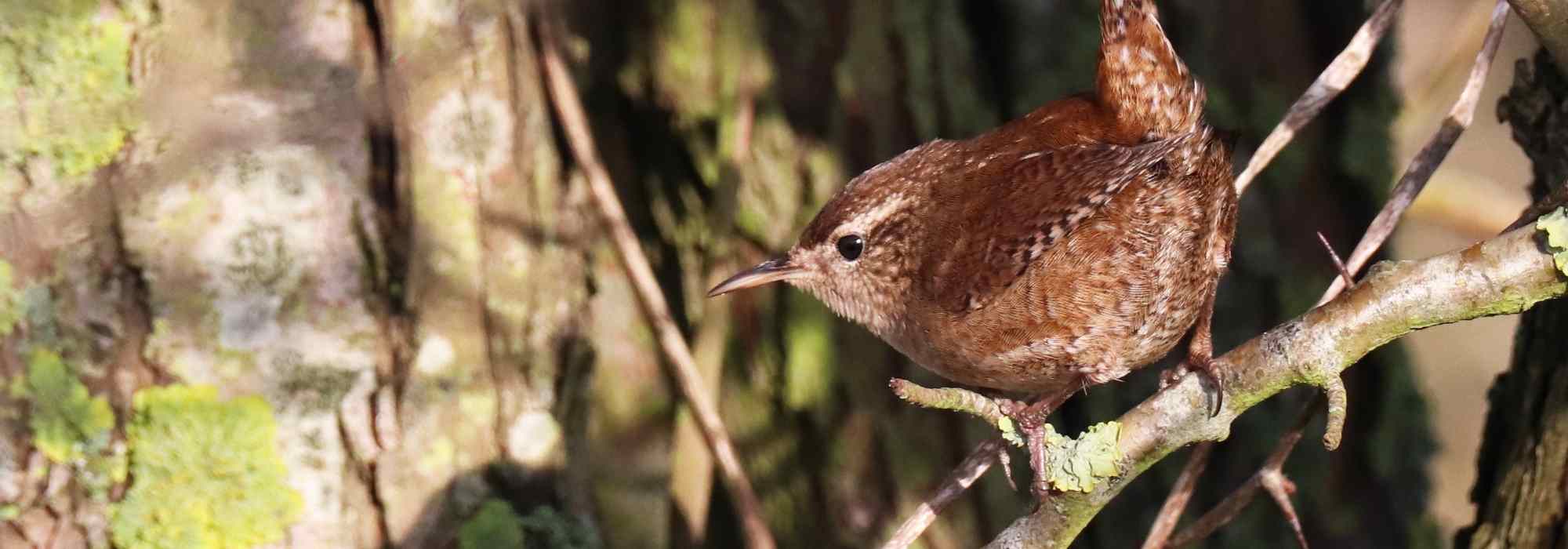 Oiseau du jardin : le Troglodyte mignon