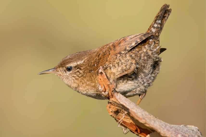 Troglodyte mignon, troglodytes troglodytes, oiseau de nos jardins