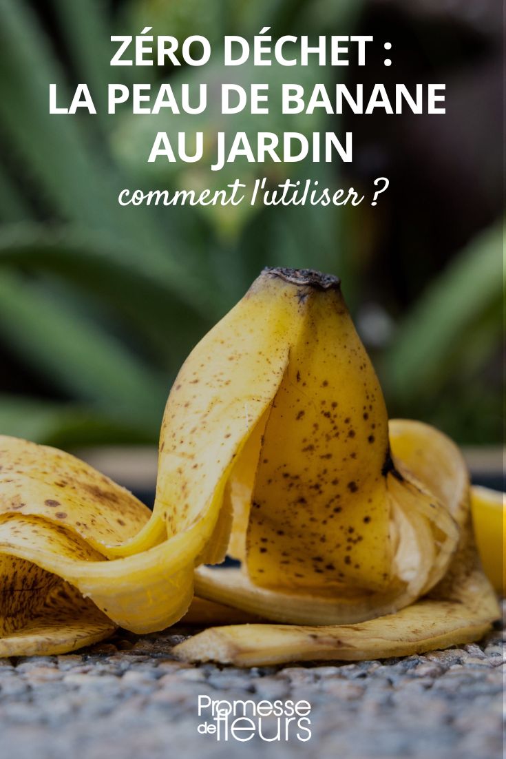 comment utiliser peau de banane au jardin