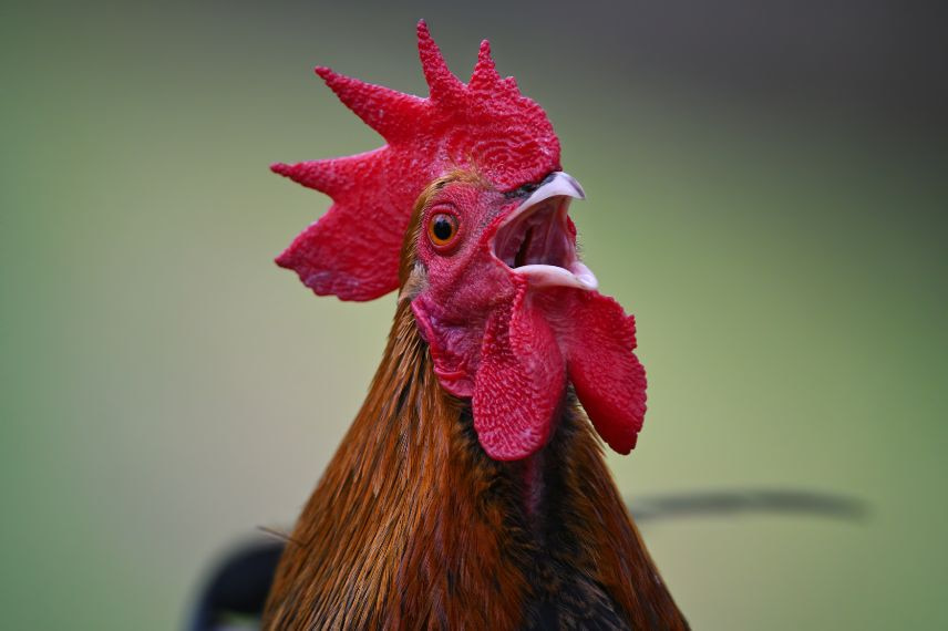 adopter un coq