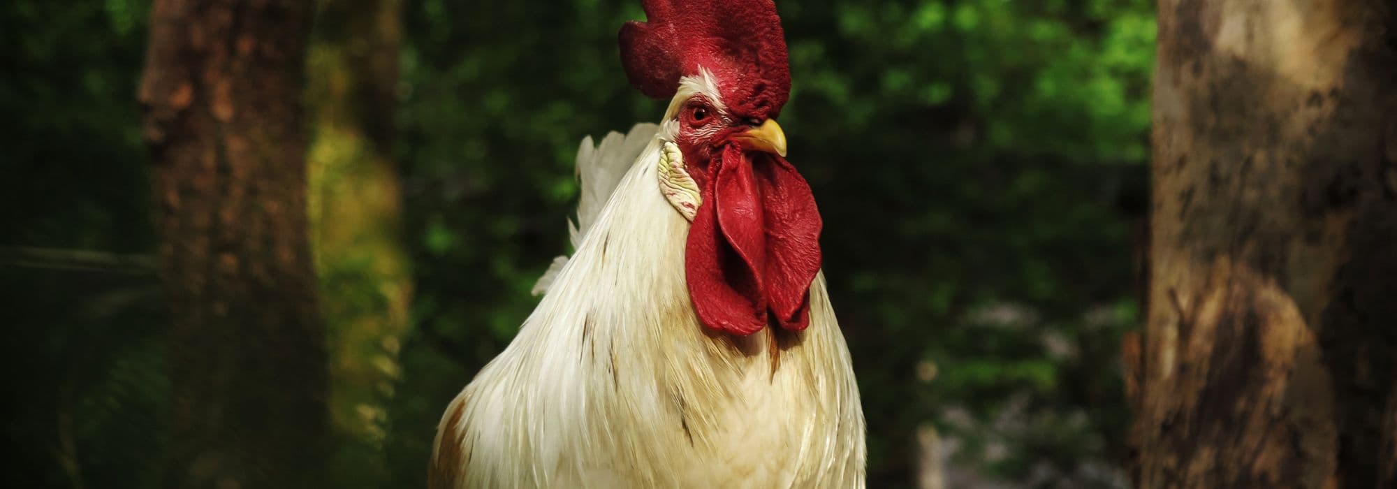 Leghorn argentée • Coq et poule de race de taille demi-naine