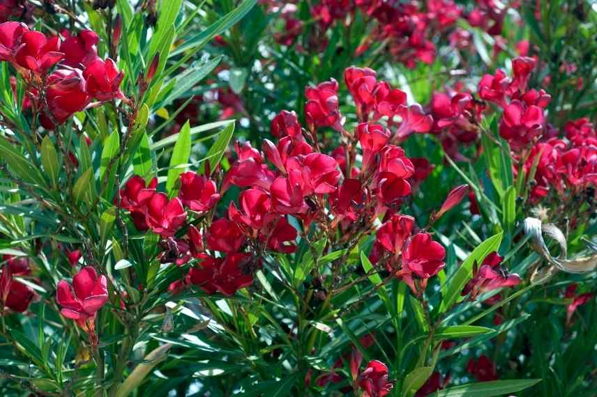 La Pousse Verte - Le laurier rose : conseils jardinage et découverte