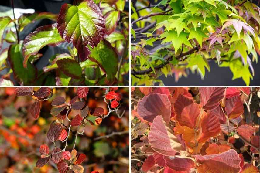 associer parrotia persica, association arbre de fer, parrotia persica au jardin