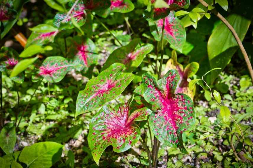 Associer association caladium oreille d'éléphant