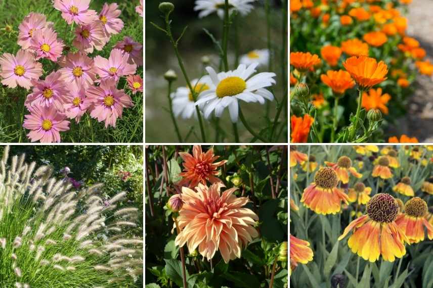 idees associations cosmos fleur jardin massif