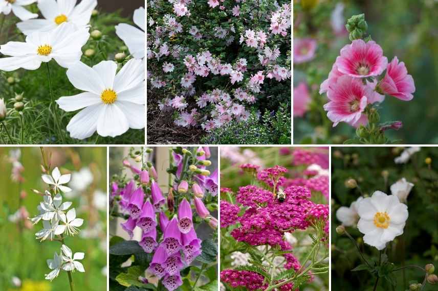 idees associations cosmos fleur jardin massif