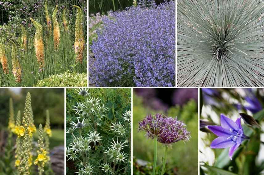 idees association eremurus, associer lis des steppes, idees lis des steppes, lys des steppes massif jardin