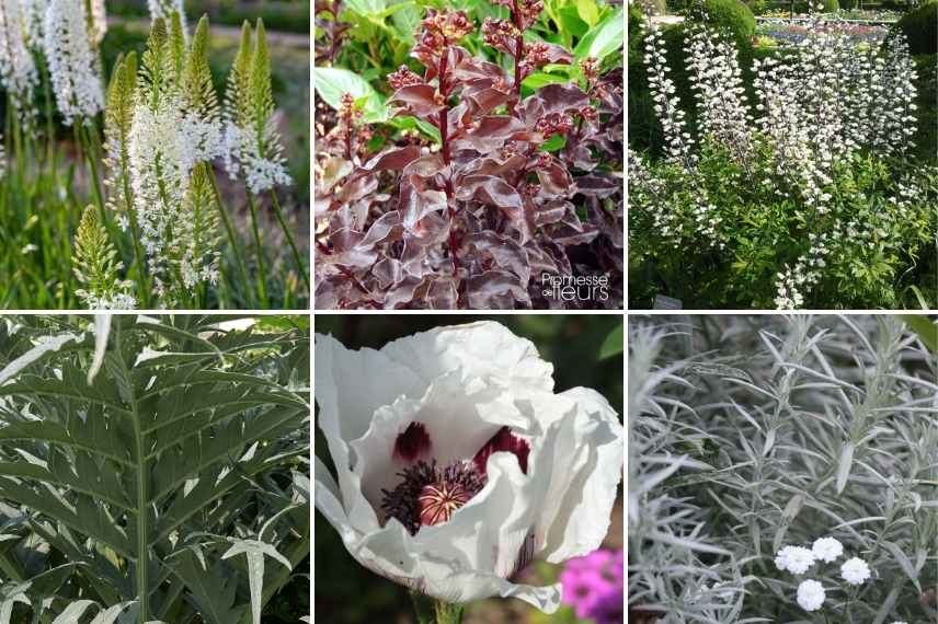 idees association eremurus, associer lis des steppes, idees lis des steppes, lys des steppes massif jardin