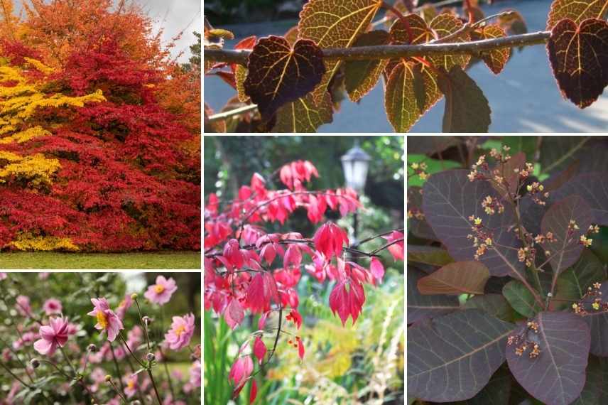 associer parrotia persica, association arbre de fer, parrotia persica au jardin