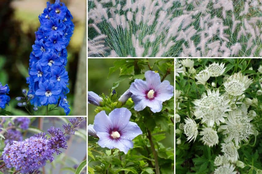 association jardin bleu et hibiscus