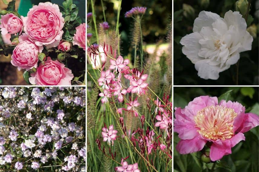 Associer les hibiscus - jardin romantique