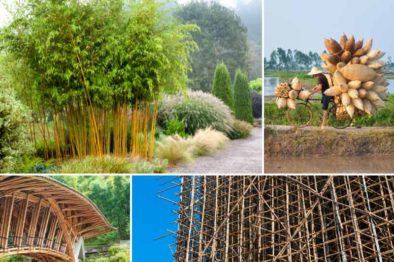 Le bambou : tout savoir sur la culture du bambou au jardin