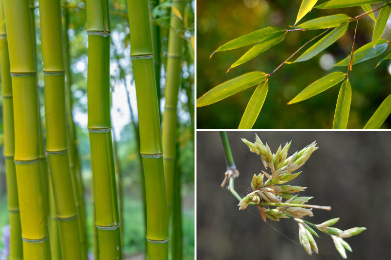 Bambou : présentation d'une plante vivace et arbustive