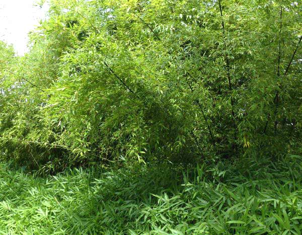 Les plantes voyageuses : le bambou
