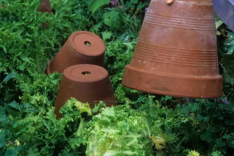 comment blanchir salade, blanchiment salade, salade hiver technique blanchiment