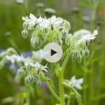 La bourrache à fleurs blanches : à découvrir !