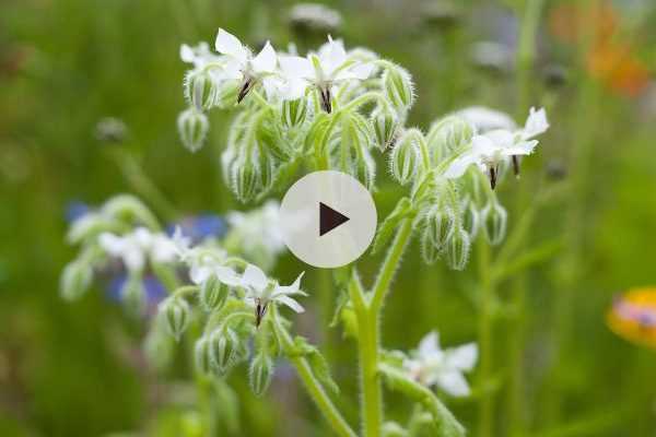 La bourrache à fleurs blanches : à découvrir !