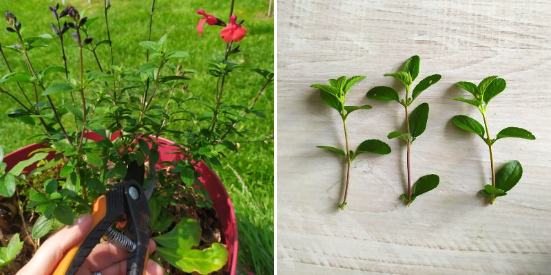 bouturage des sauges arbustives