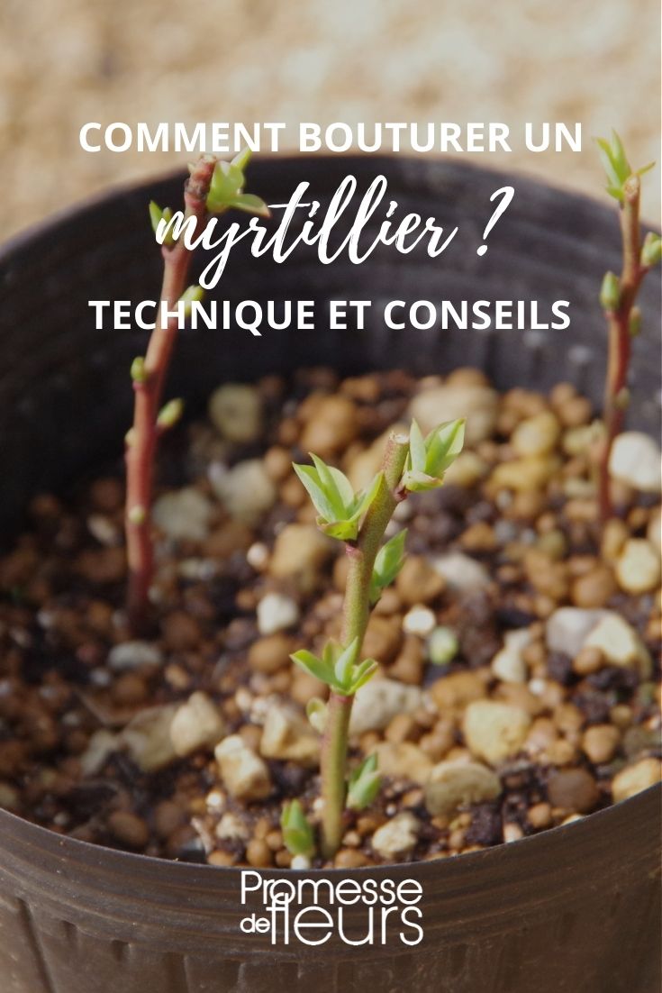 bouturer un myrtillier