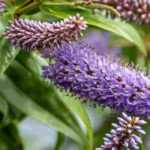 8 Arbres à papillons nains à découvrir !