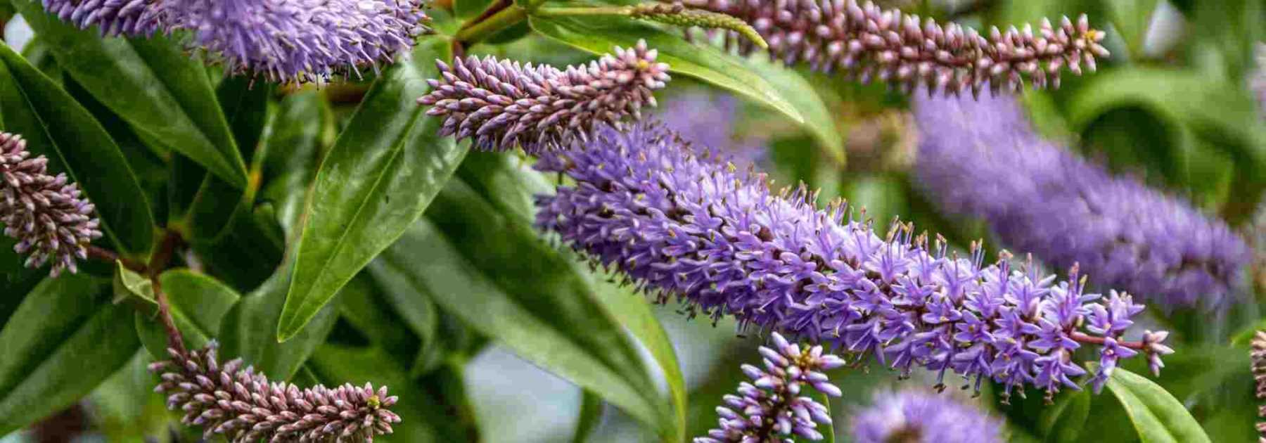 8 Buddleias nains à découvrir !