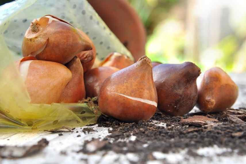 mesures pépinieres, pot plante equivalent quantité