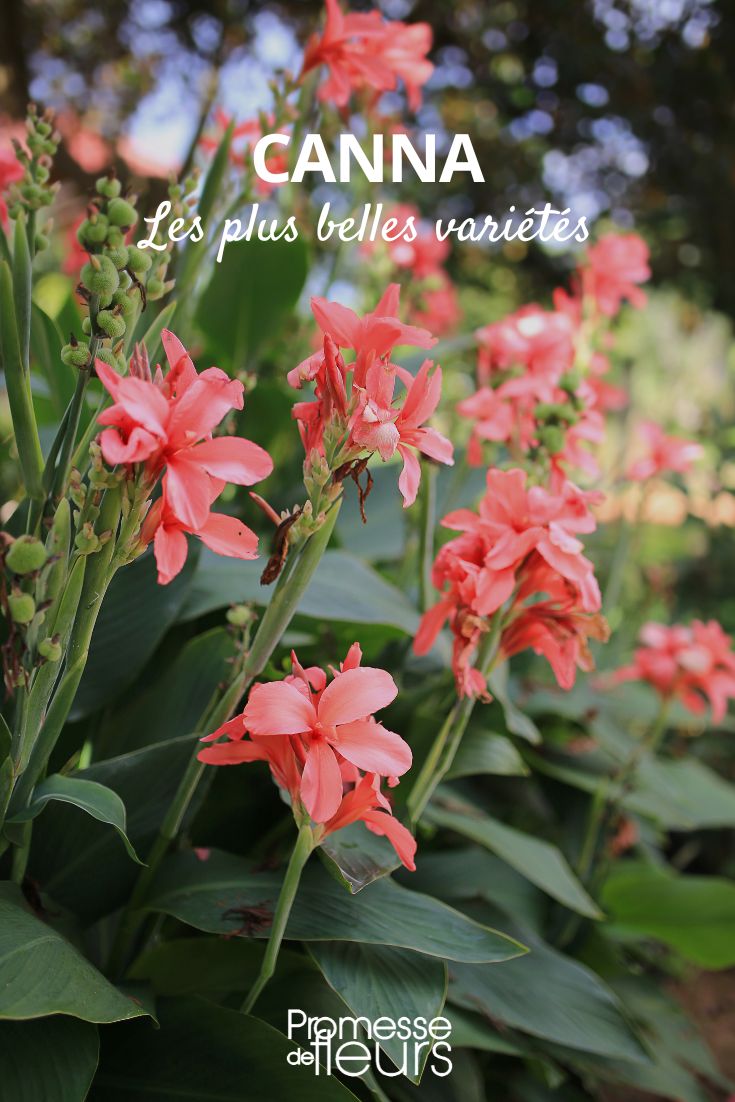 canna plus belles varietes