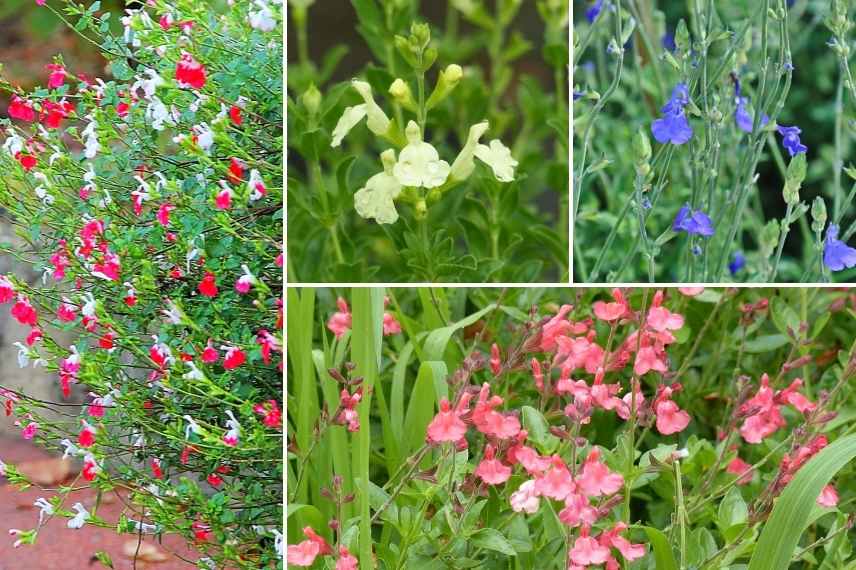 sauge arbustive planter intérêt raison différence atout qualité jardin, sauges varietes