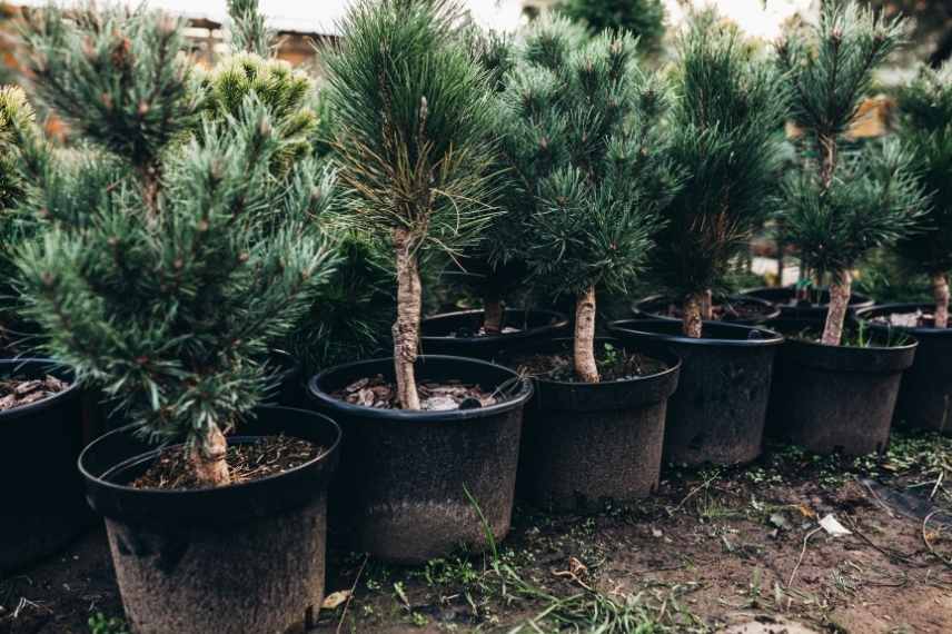 mesures pépinieres, pot plante equivalent quantité