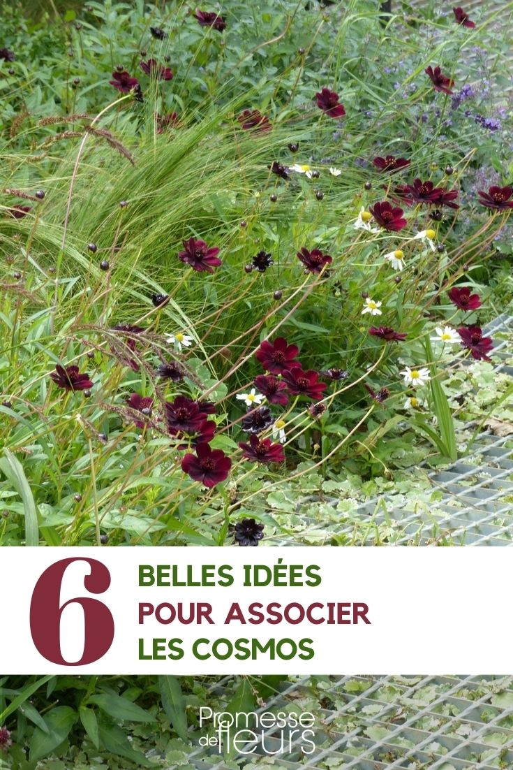 6 idées pour associer les cosmos - Promesse de Fleurs