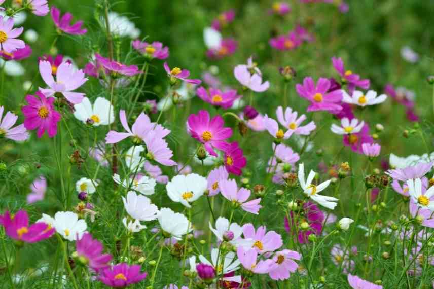 idees associations cosmos fleur jardin massif