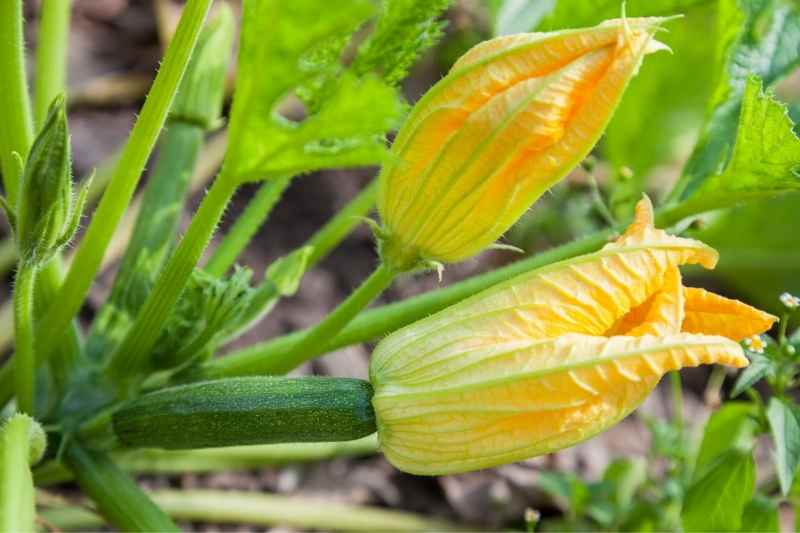 Comment polliniser manuellement des fleurs de courgettes, polliniser à la main fleur courgette