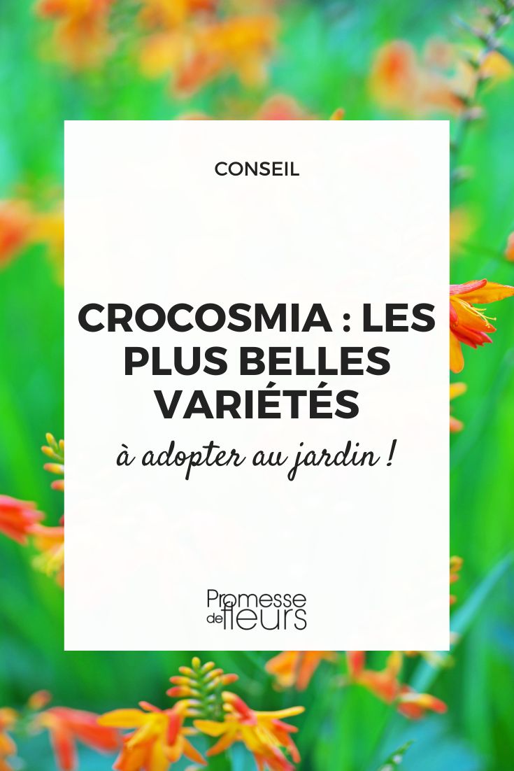 crocosmia les plus belles variétés